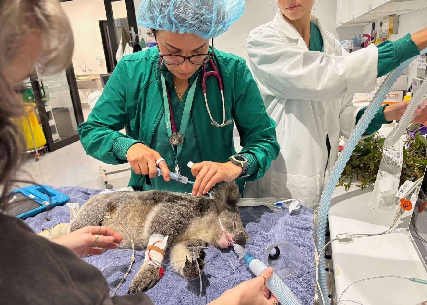 koala rescue surgery donation
