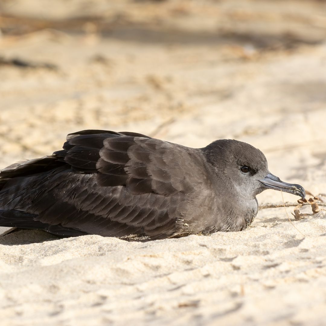 Shearwaters Muttonbirds Migrating Seabirds Dying On Beaches