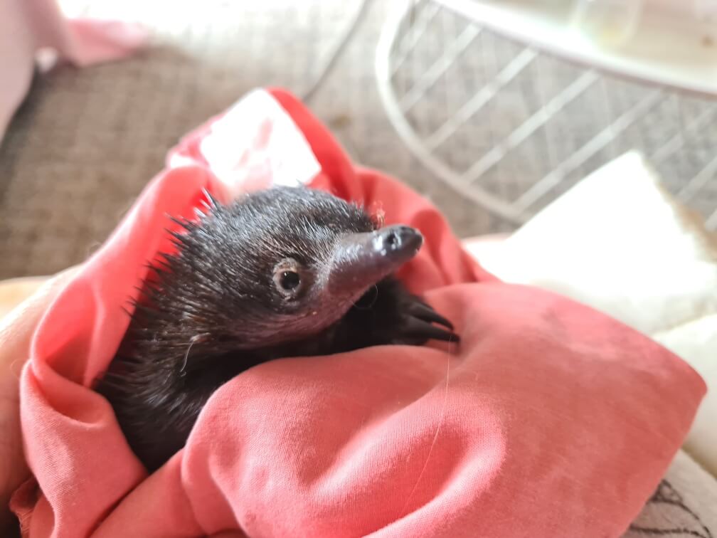 Echidna Rescue Rehabilitation