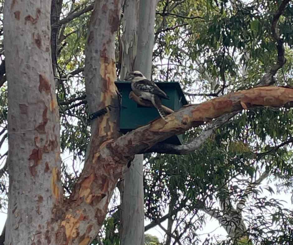 Bird Nesting Box