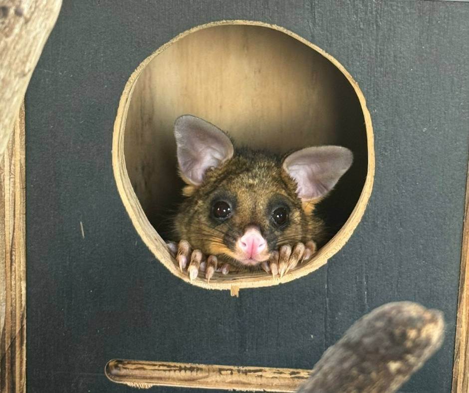 Brushtail Possum Nesting Box