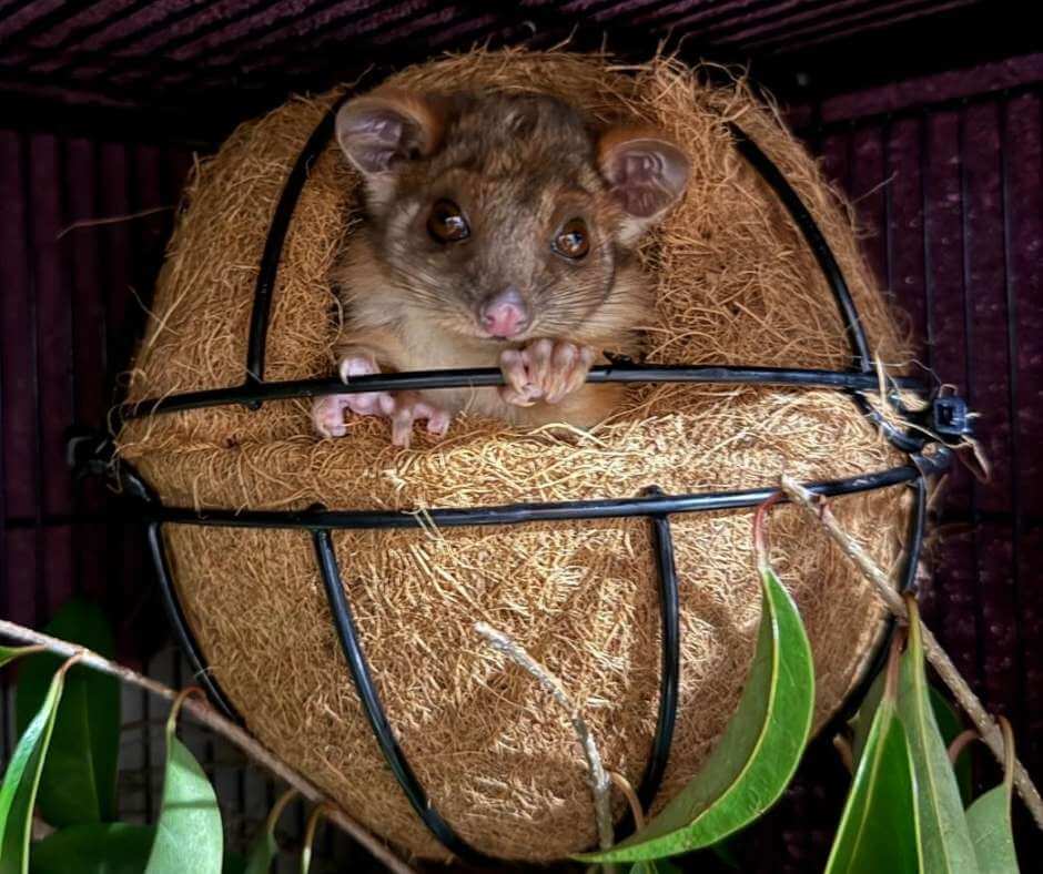 Ringtail Possum Drey