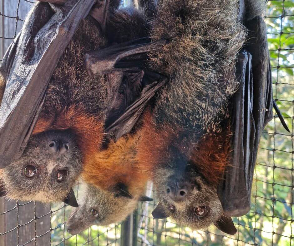FLying-fox rescue Newcastle Lake Macquarie Hunter Valley