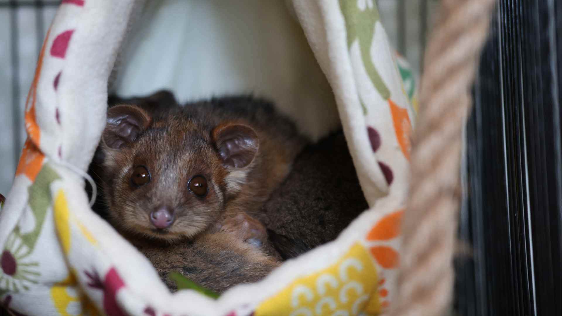 Feed orphan native animals in care