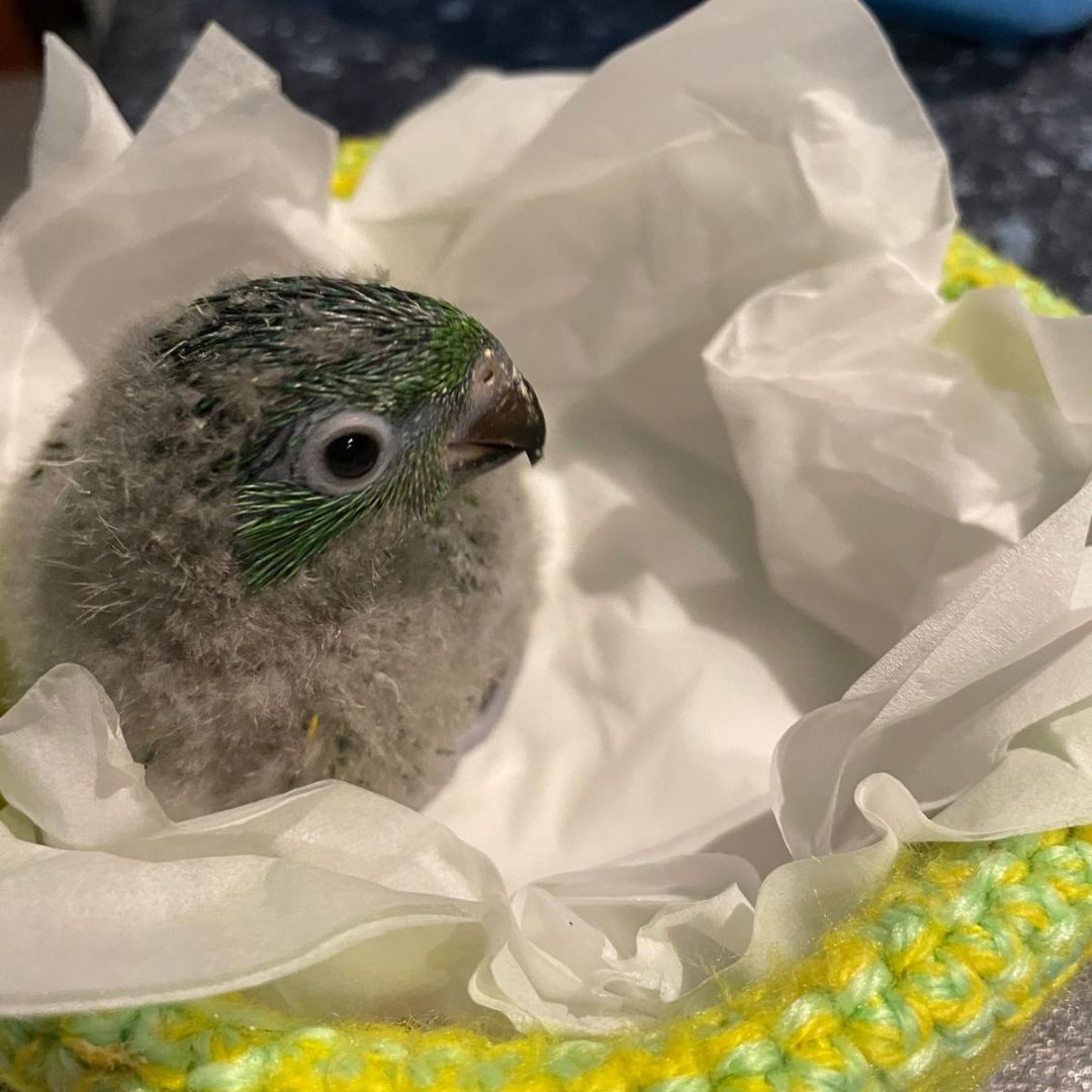 Bird Fledgling Care