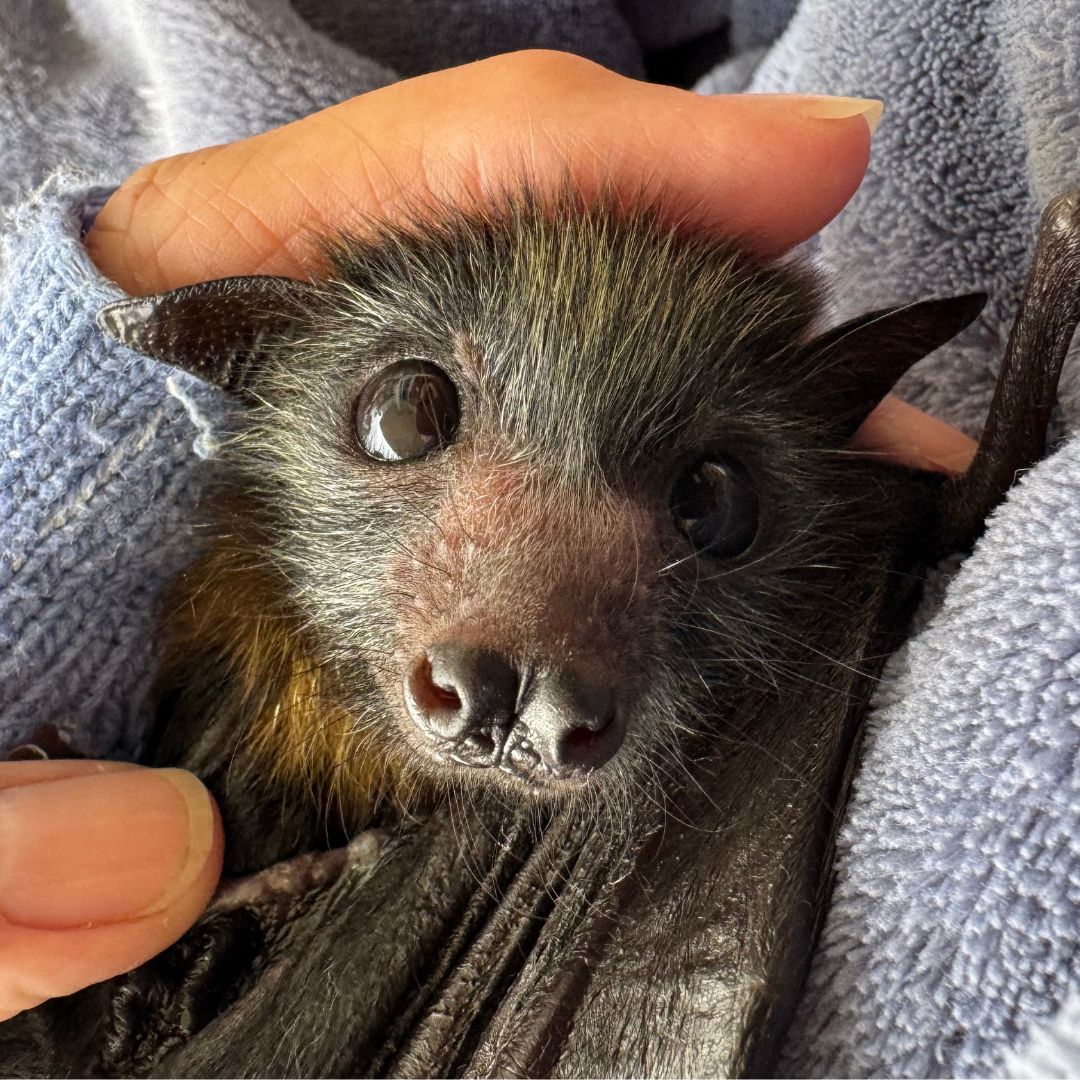 flying-fox-orphan