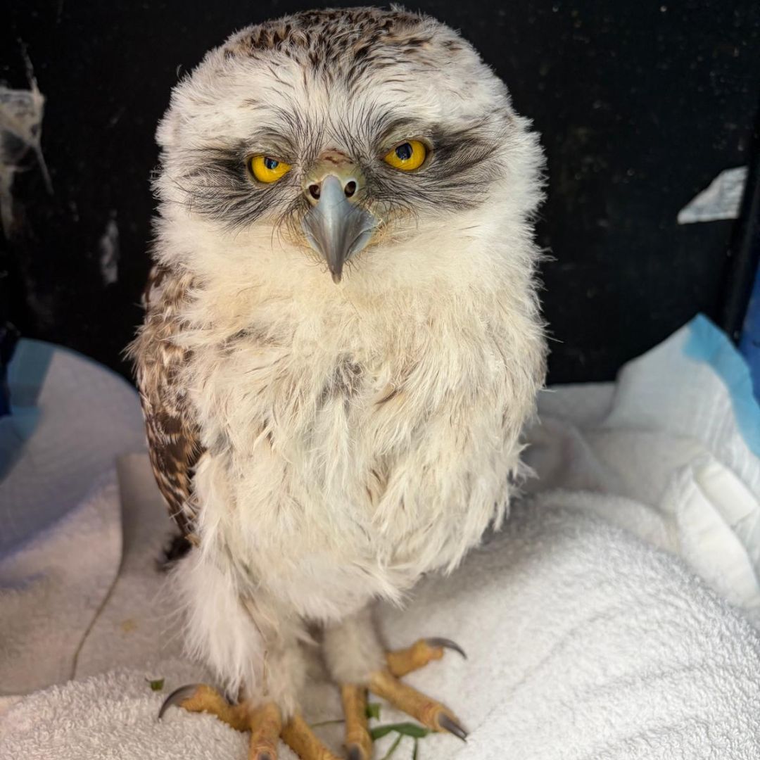 Raptor Fledgling