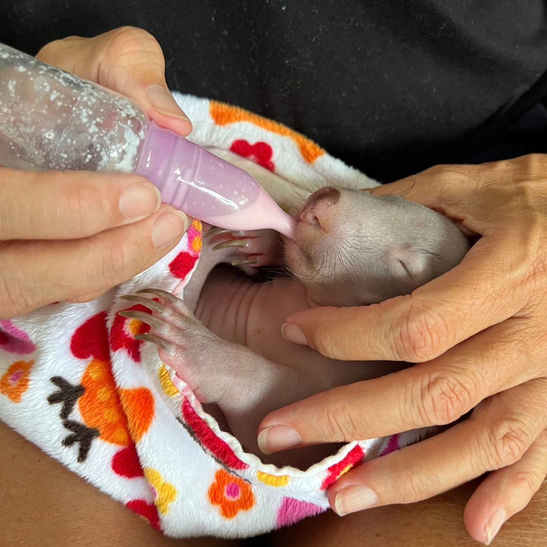 Wombat Orphan Care