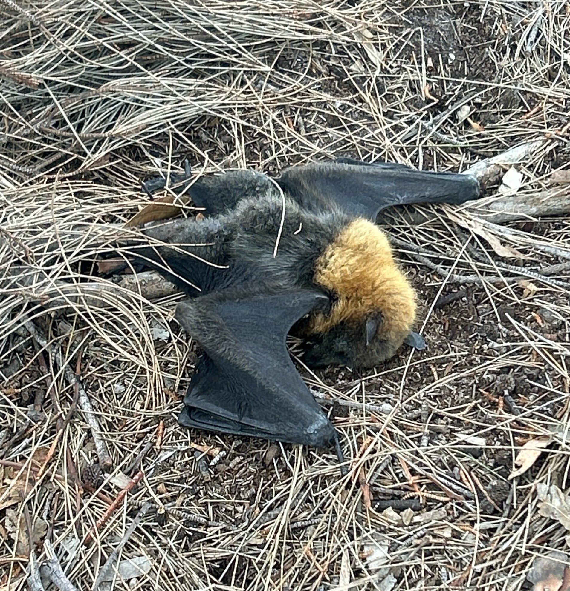 Flying-fox mass starvation bat rescue
