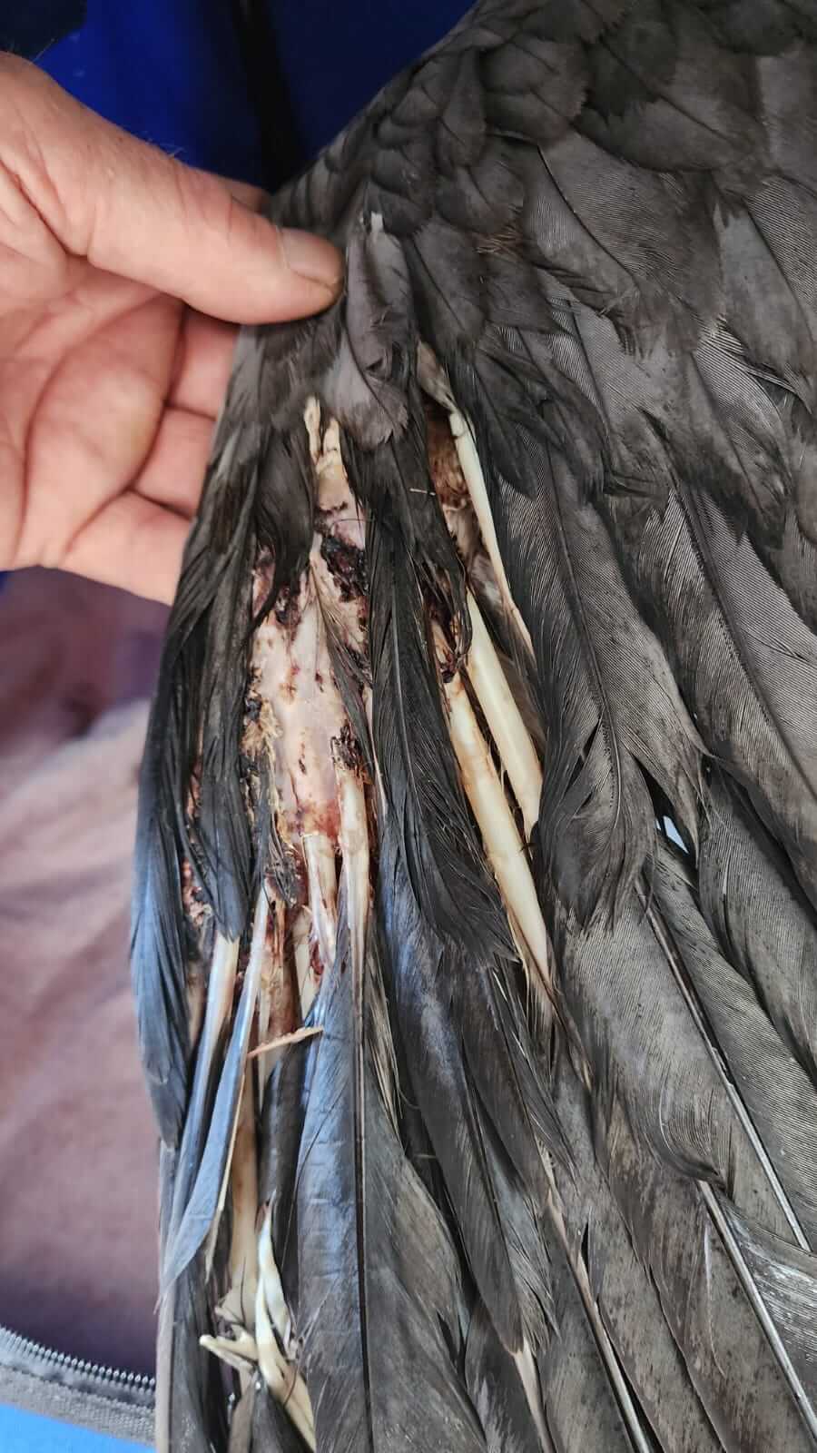Missing Feathers Sea Eagle