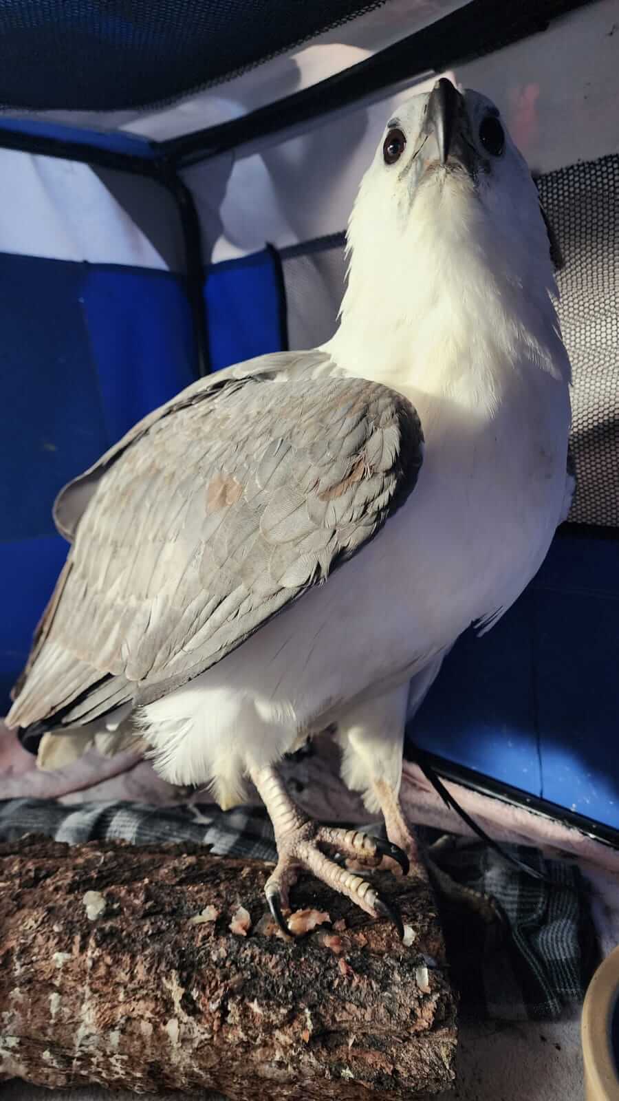 Sea Eagle Rescue